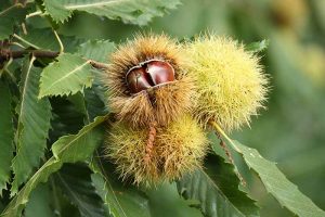 How to Identify and Manage Common Chestnut Tree Pests