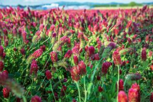 A close up horizontal image of red clover planted in a field as a cover crop with blue sky in the background.
