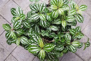 How to Grow and Care for Aluminum Plants Indoors