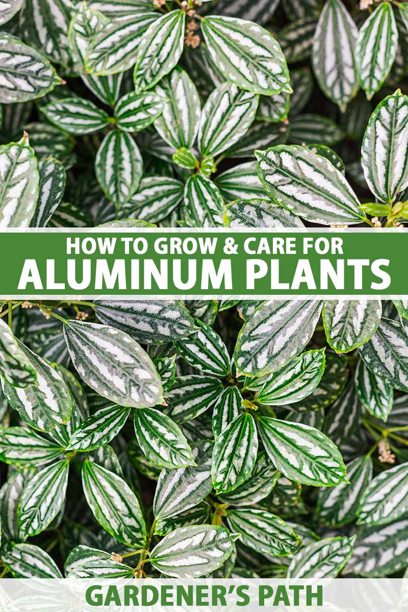 A close up vertical image of aluminum plants growing as ground cover. To the center and bottom of the frame is green and white printed text.