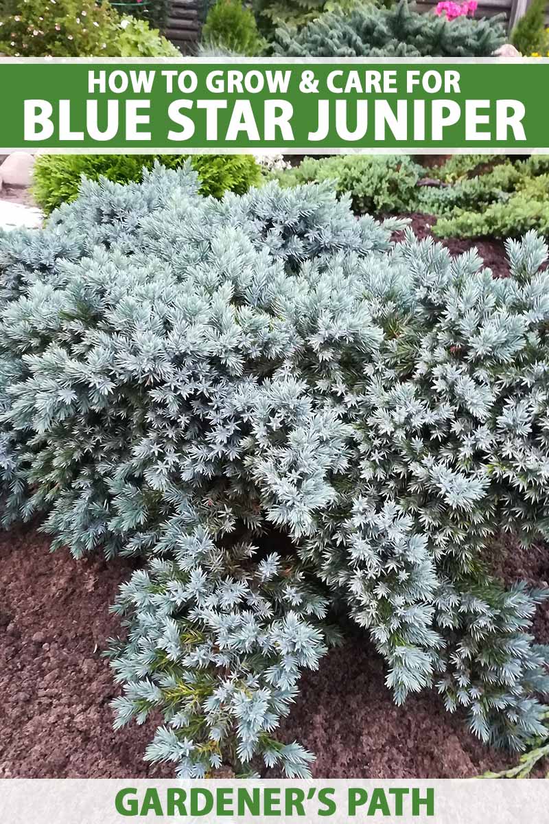 A close up vertical image of Juniperus squamata 'Blue Star,' a type of creeping juniper, growing in a garden border. To the top and bottom of the frame is green and white printed text.