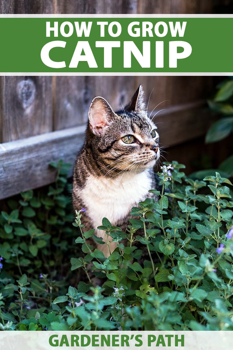 A close up vertical image of a tabby cat sitting in a garden bed with catnip (Nepeta cataria) growing outdoors. To the top and bottom of the frame is green and white printed text.
