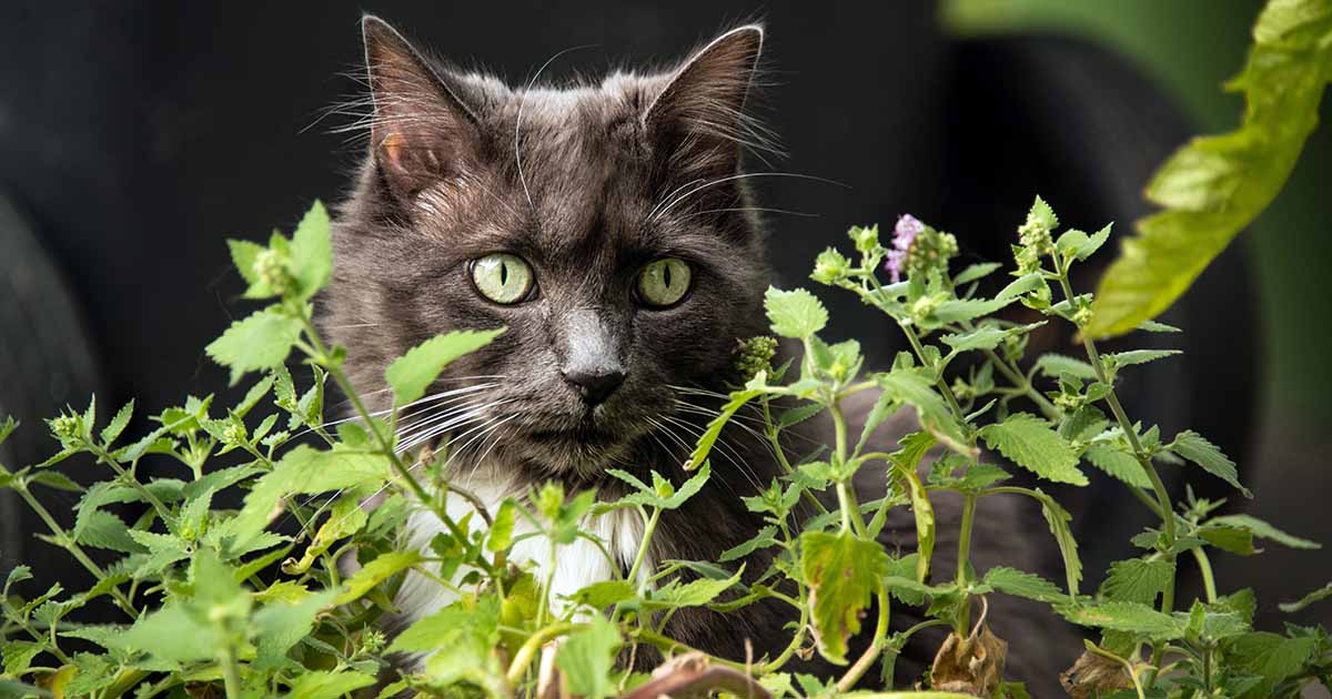 Learn How to Plant and Grow Catnip