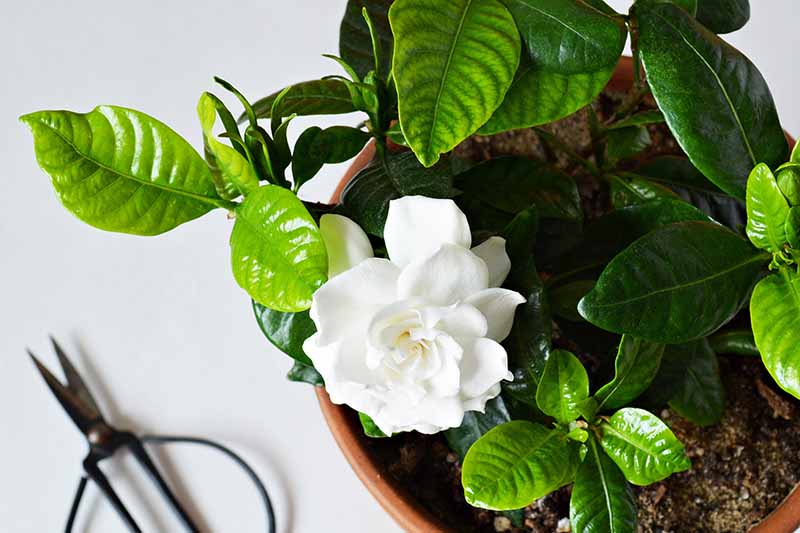 A close up horizontal image of a potted gardenia in flower with a pair of scissors in soft focus in the background.