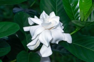 A close up horizontal image of a white Gardenia jasminoides flower growing in the garden pictured in light filtered sunshine.