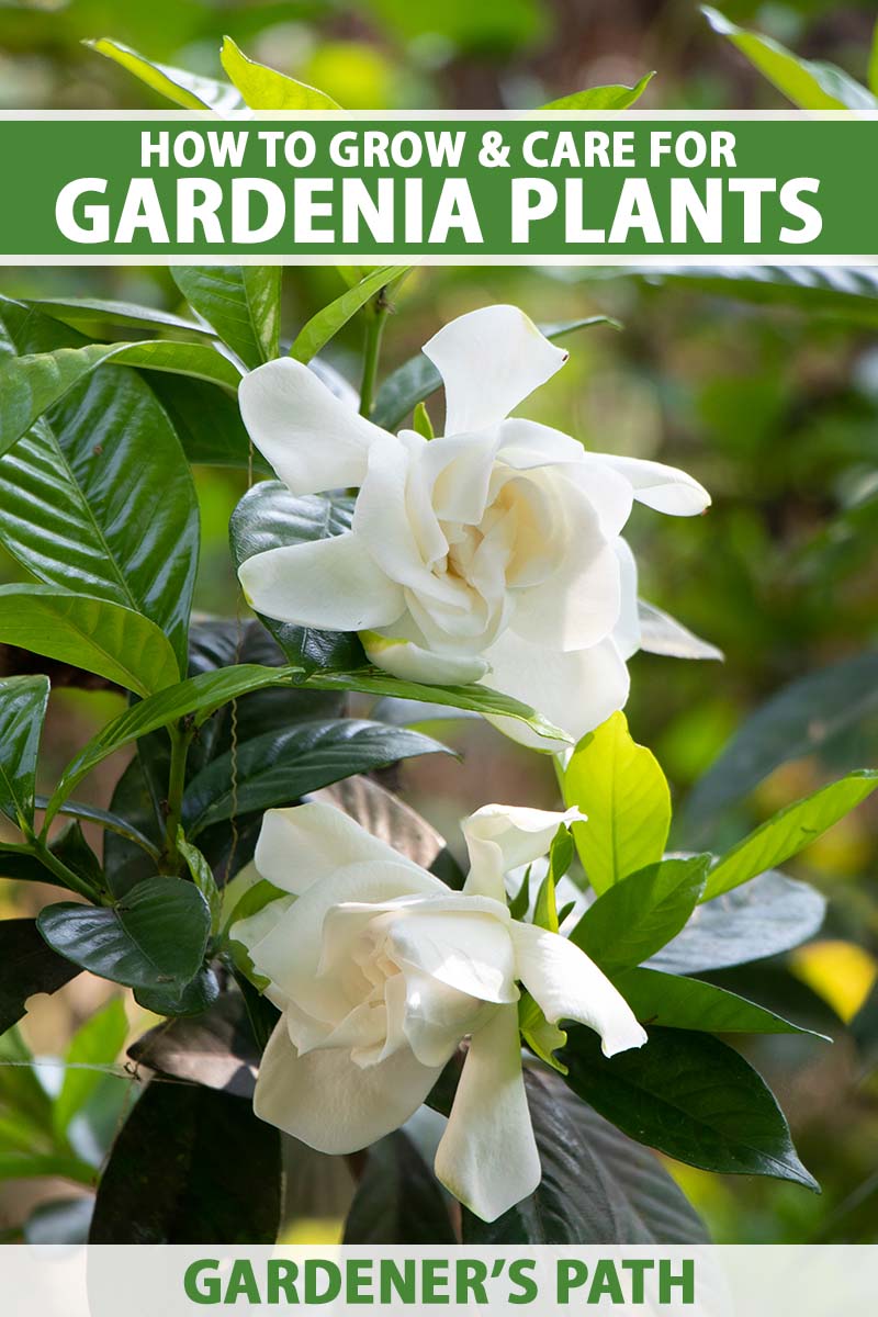 How to Grow and Care for Gardenia Plants   Gardener's Path