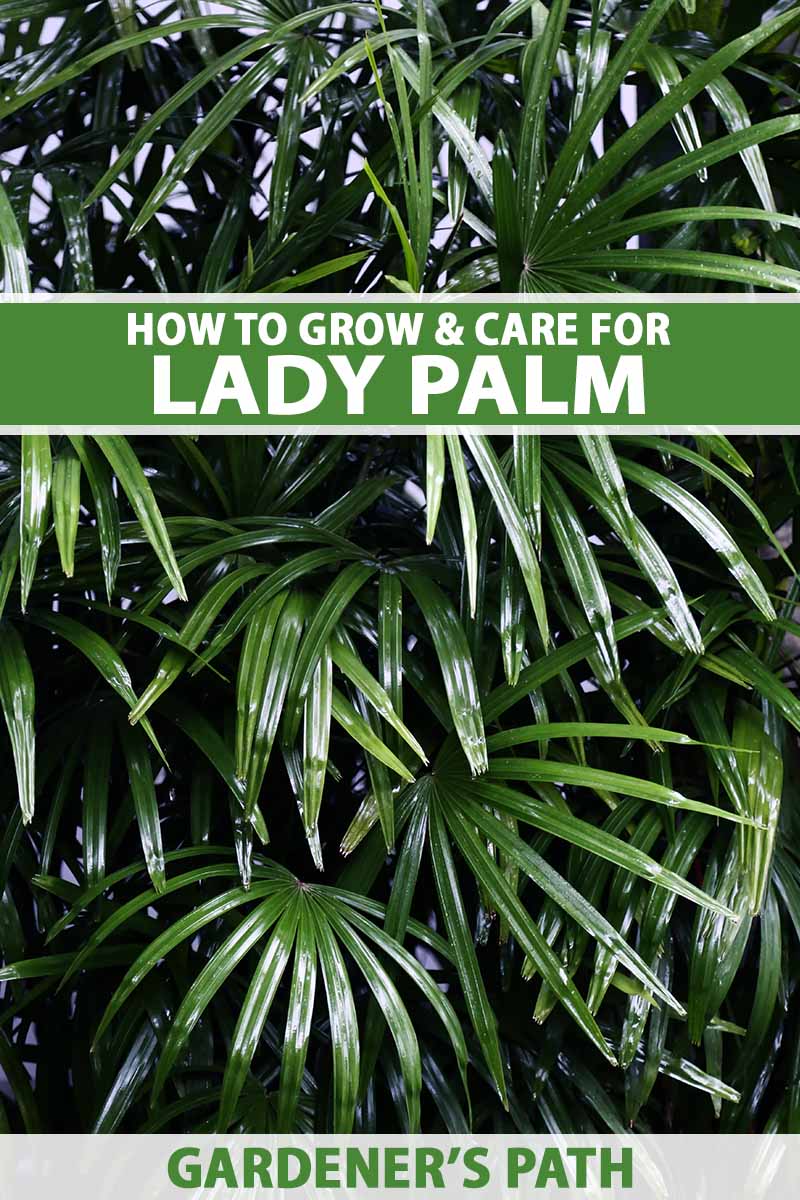 A close up vertical image of a lady palm (Rhapis excelsa) growing in a home. To the top and bottom of the frame is green and white printed text.