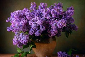 A close up horizontal image of a bouquet of purple lilacs in a pot pictured on a soft focus background.