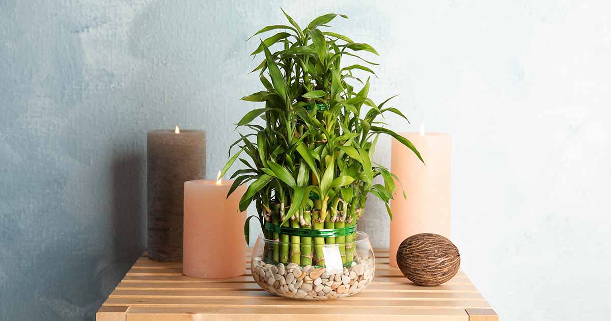 How to Grow and Care for Lucky Bamboo Houseplants | Gardener's Path