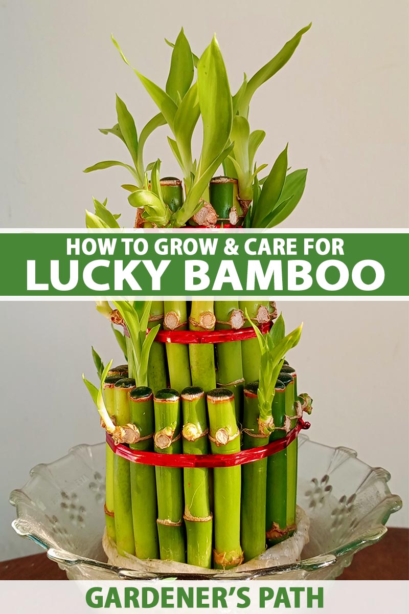 A close up vertical image of a small lucky bamboo plant decorated with red ribbons set in a glass bowl. To the center and bottom of the frame is green and white printed text.