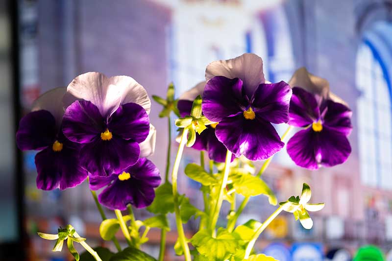 A close up horizontal image of potted violet flowers growing indoors pictured on a soft focus background.