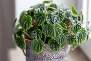A close up horizontal image of a small peperomia plant growing in a decorative pot set on a windowsill pictured on a soft focus background.