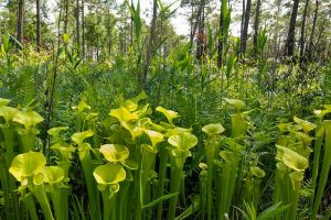 How to Grow and Care for Pitcher Plants Outdoors