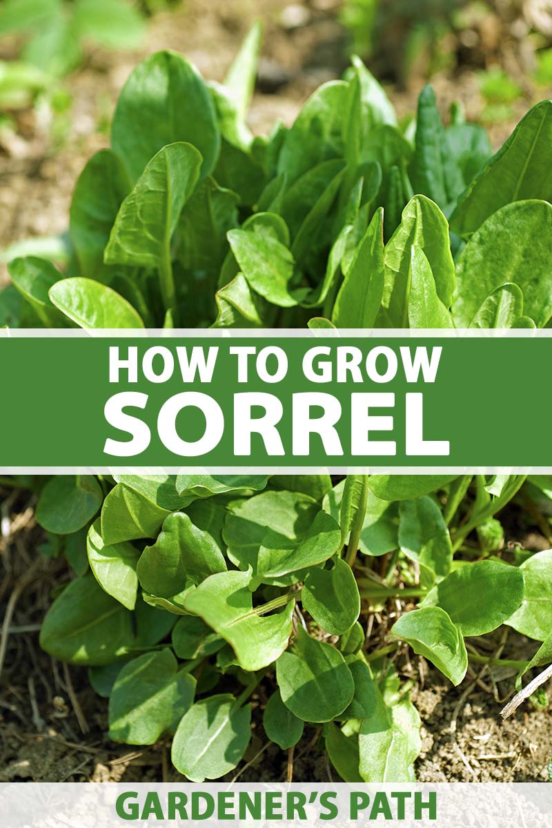 how to plant and grow sorrel | gardener's path