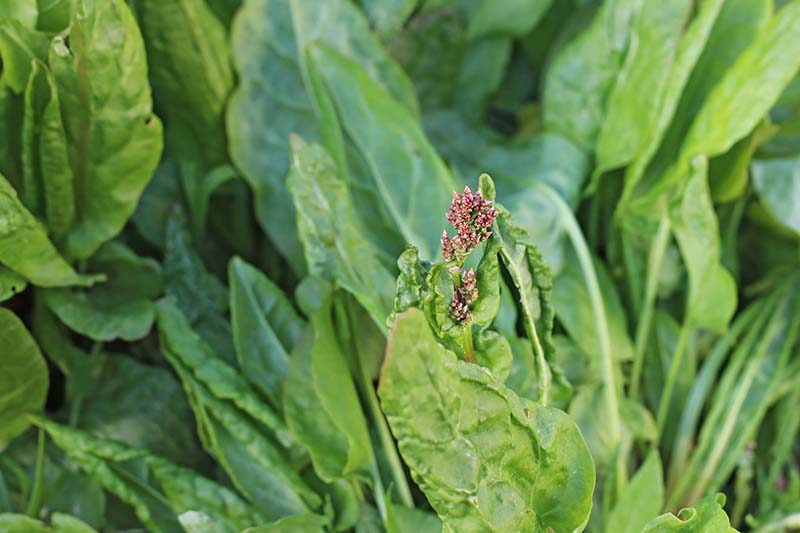 A close up horizontal image of the green leaves of sorrel growing in the garden.