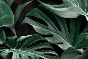 A close up horizontal image of the foliage of Monstera deliciosa aka Swiss cheese plant pictured on a dark background.