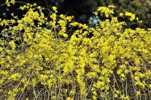 How to Grow and Care for Winter Jasmine