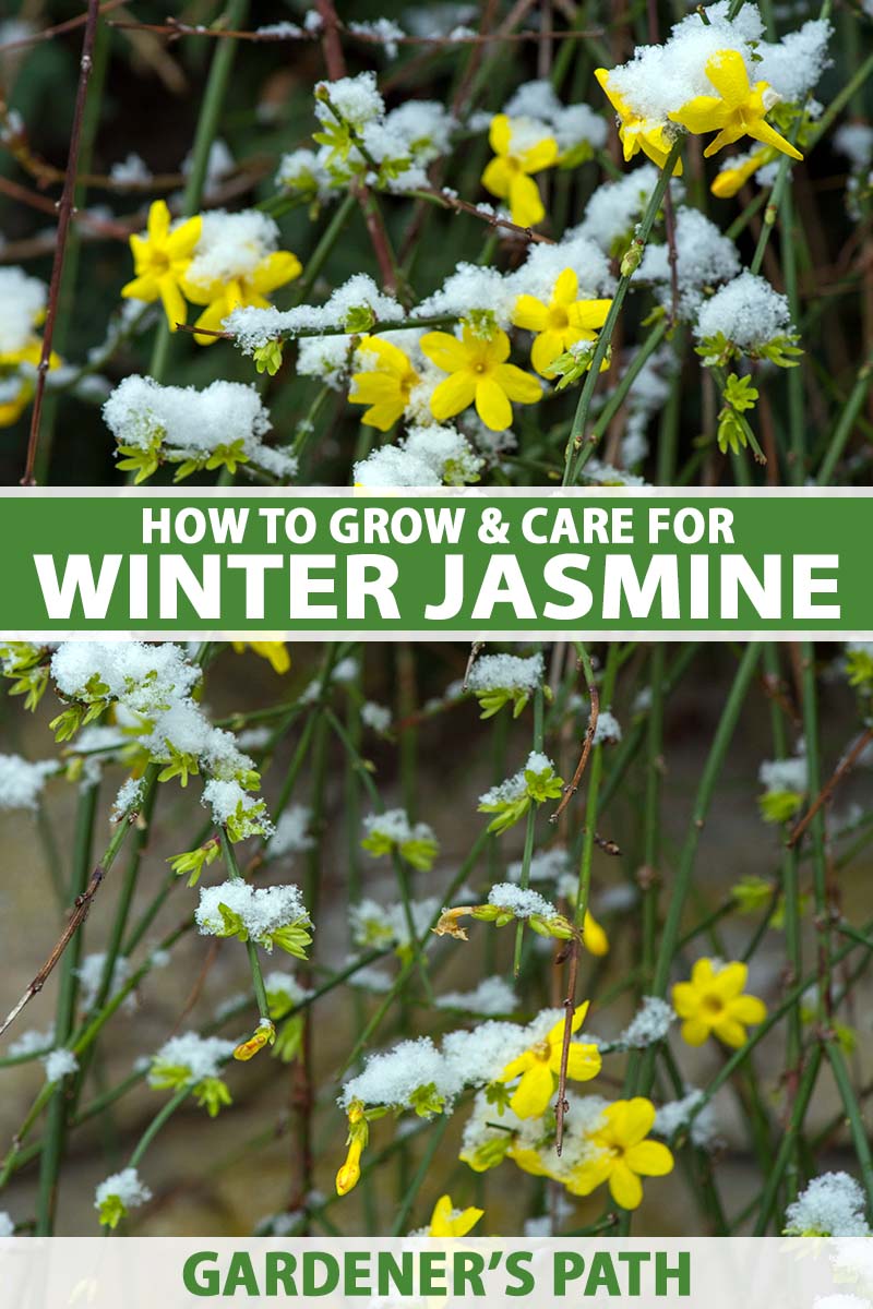 A close up vertical image of winter jasmine (Jasminum nudiflorum) growing in the garden with a light dusting of snow. To the center and bottom of the frame is green and white printed text.