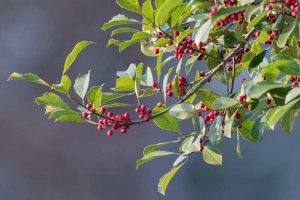 A close up horizontal image of American holly growing in the garden with bright red berries pictured on a soft focus background.