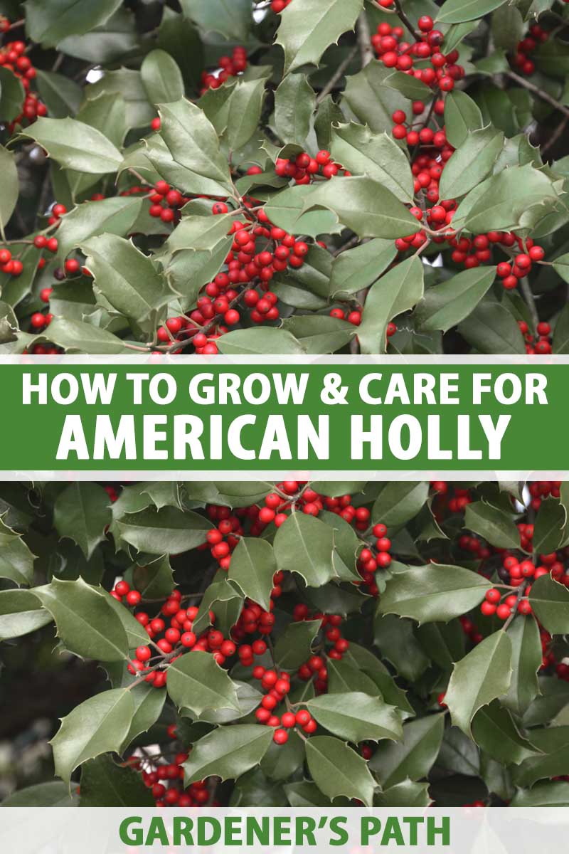 A close up vertical image of American holly with dark green foliage and bright red berries. To the center and bottom of the frame is green and white printed text.