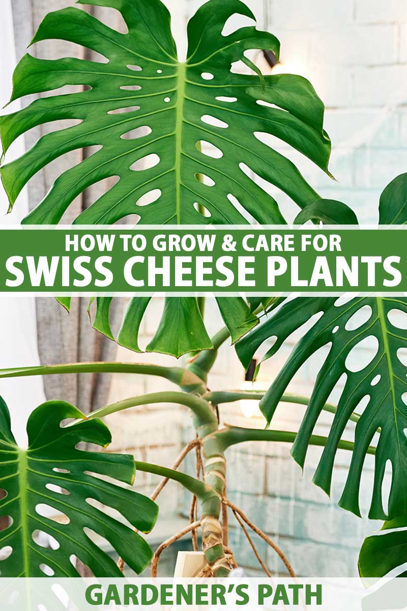 A close up vertical image of a large Swiss cheese plant growing in a pot indoors with a white brick wall and window in the background. To the center and bottom of the frame is green and white printed text.