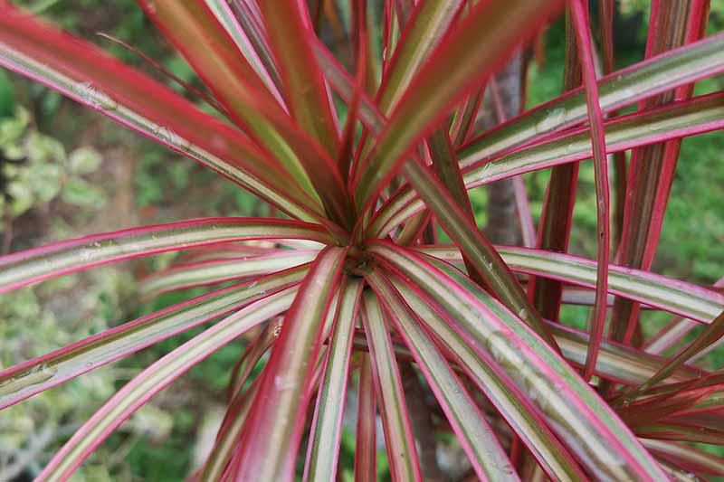 A close up horizontal image of the foliage of a dracaena plant growing in a container.