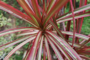A close up horizontal image of the foliage of a dracaena plant growing in a container.