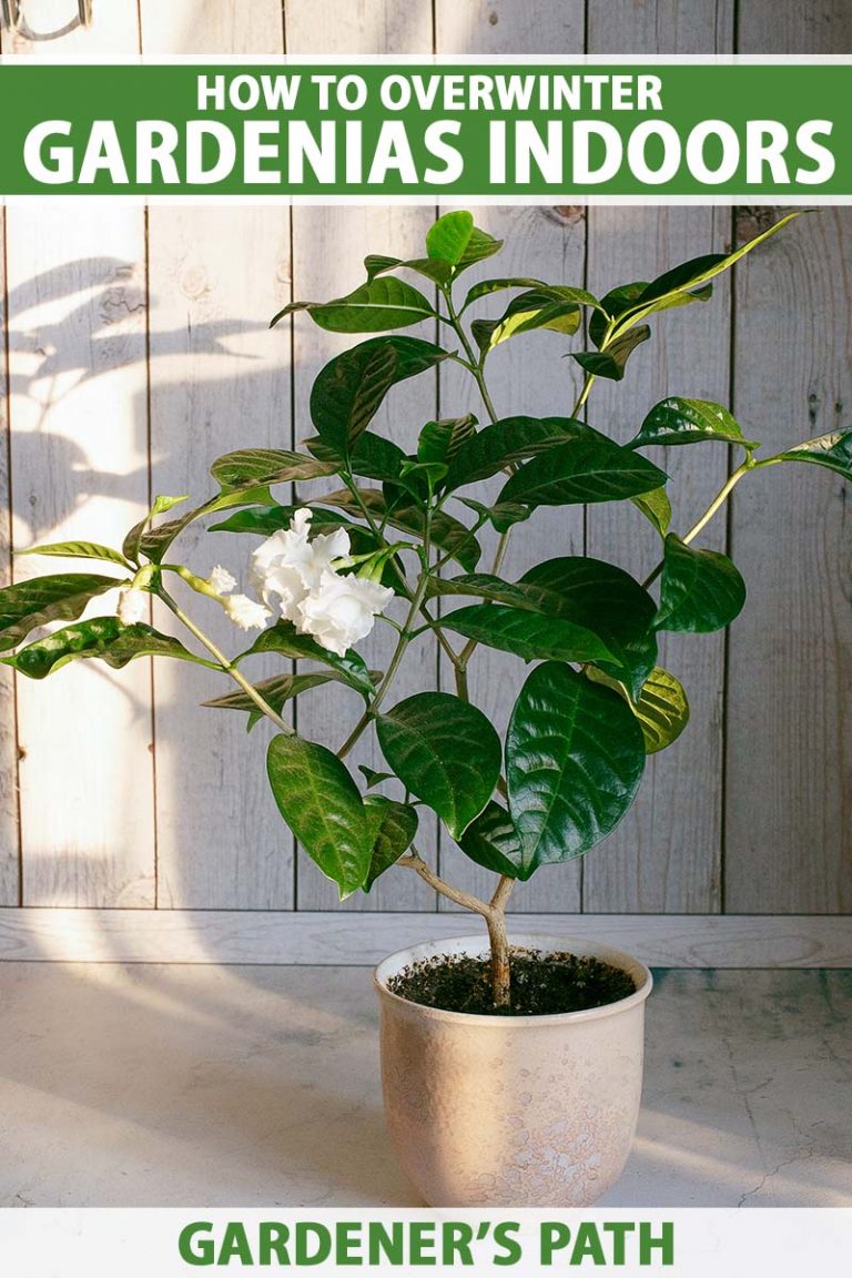 How to Overwinter Gardenias Indoors Gardener’s Path
