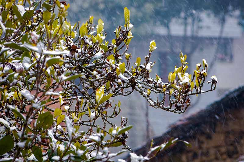 A close up horizontal image of the branches of a gardenia shrub covered in frost pictured on a soft focus background.