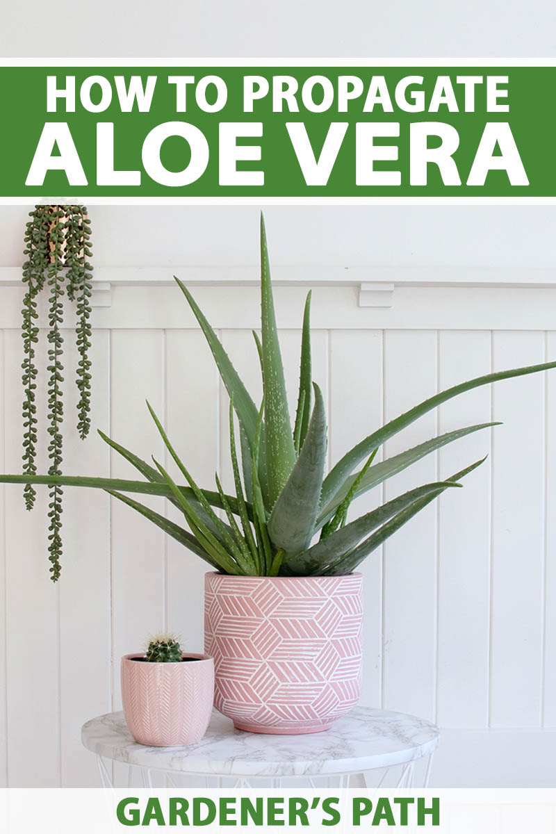 A close up vertical image of an aloe vera plant growing indoors in a decorative pot. To the top and bottom of the frame is green and white printed text.