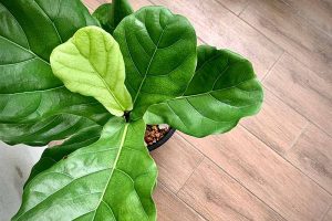 A close up horizontal image of a fiddle-leaf fig plant growing in a pot set on a wooden surface.