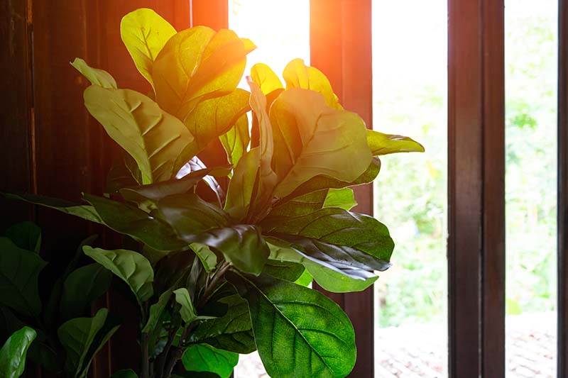 A close up horizontal image of a fiddle-leaf fig growing indoors by a window pictured in evening sunshine.