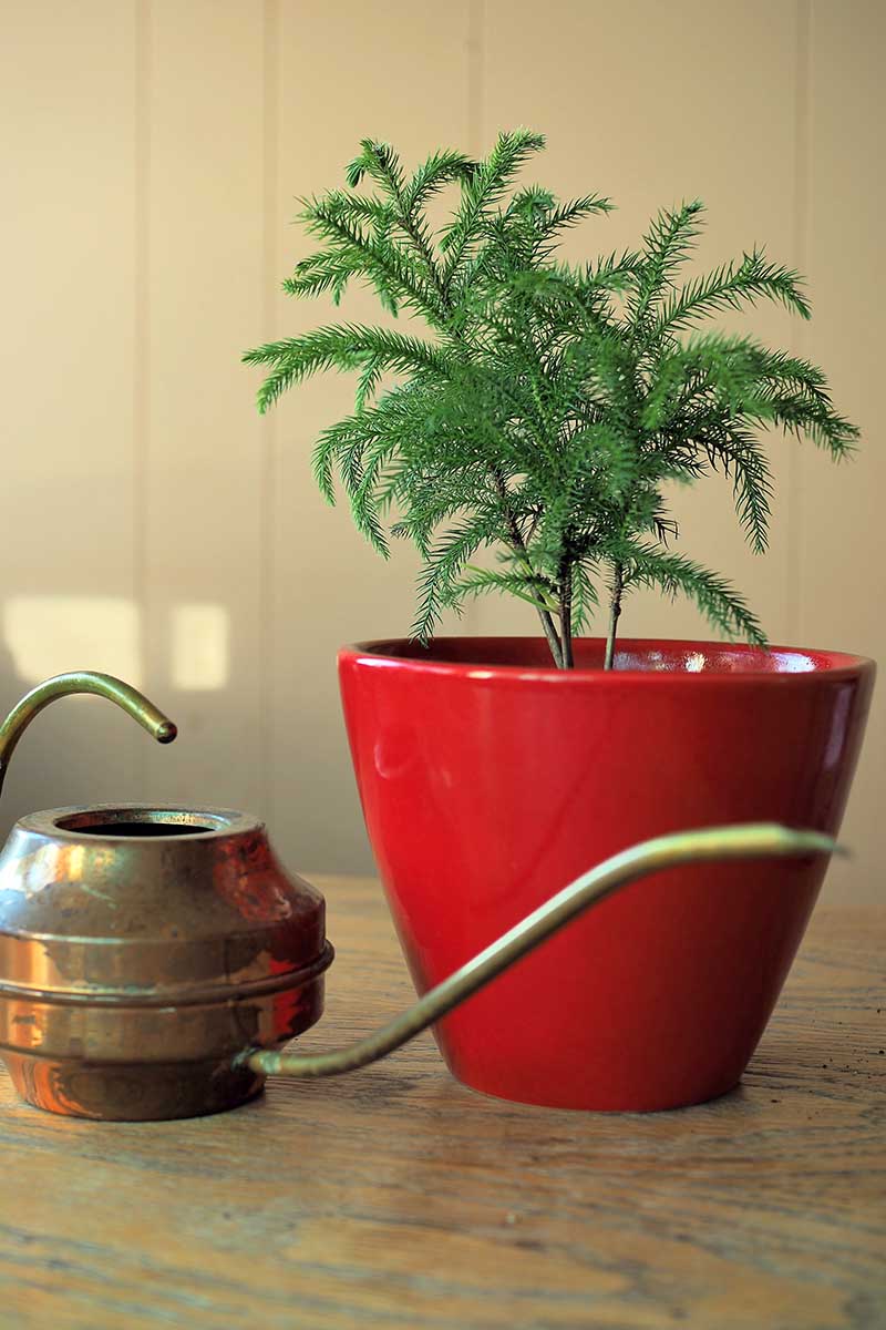A close up vertical image of a small Norfolk Island pine tree growing in a red pot set on a wooden surface with a metal watering can to the left of the frame.