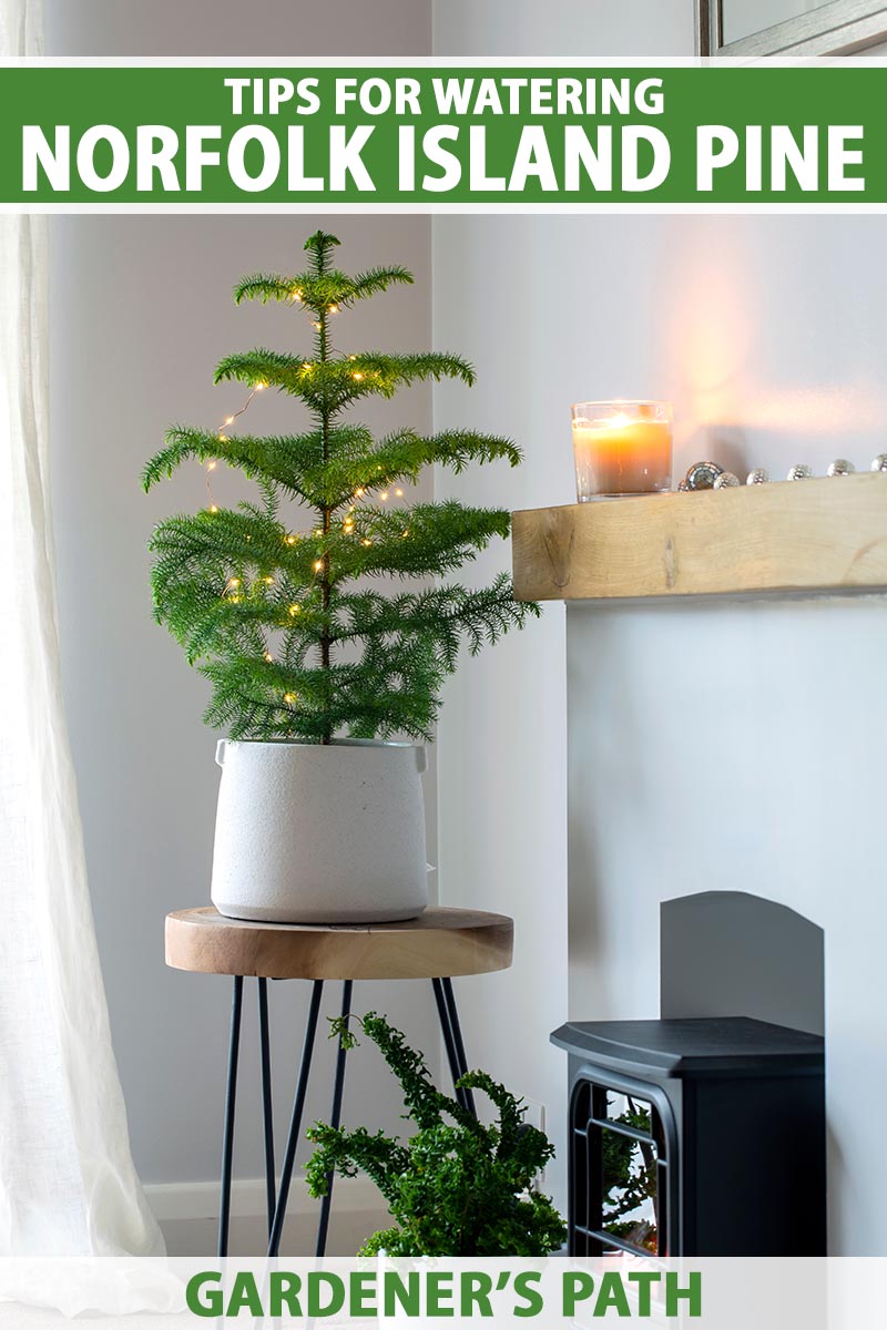 A close up vertical image of a Norfolk Island pine tree growing in a pot decorated with holiday lights set on a stool next to a wood burner. To the top and bottom of the frame is green and white printed text.