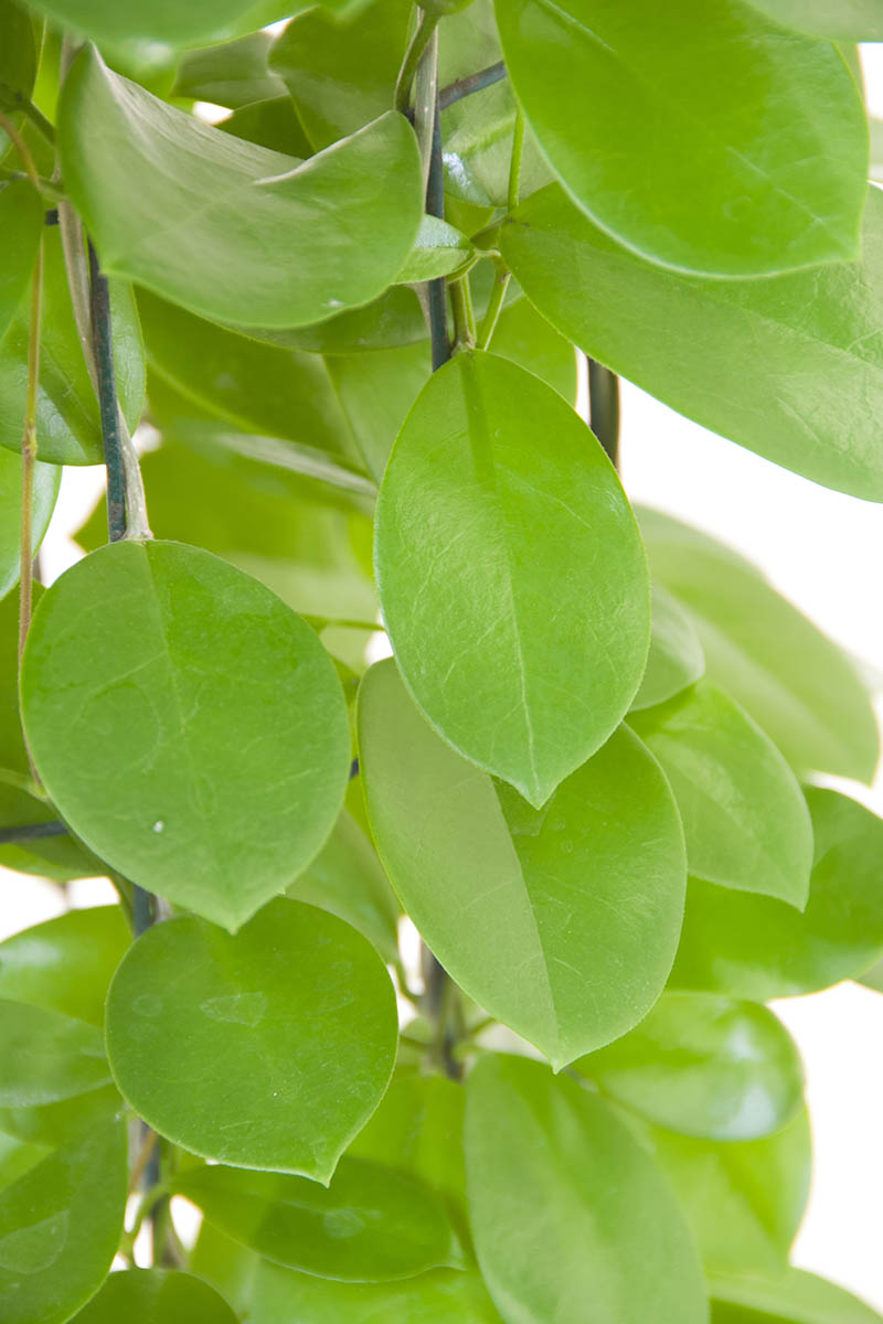 A close up vertical image of the foliage of Hoya australis pictured on a soft focus background.