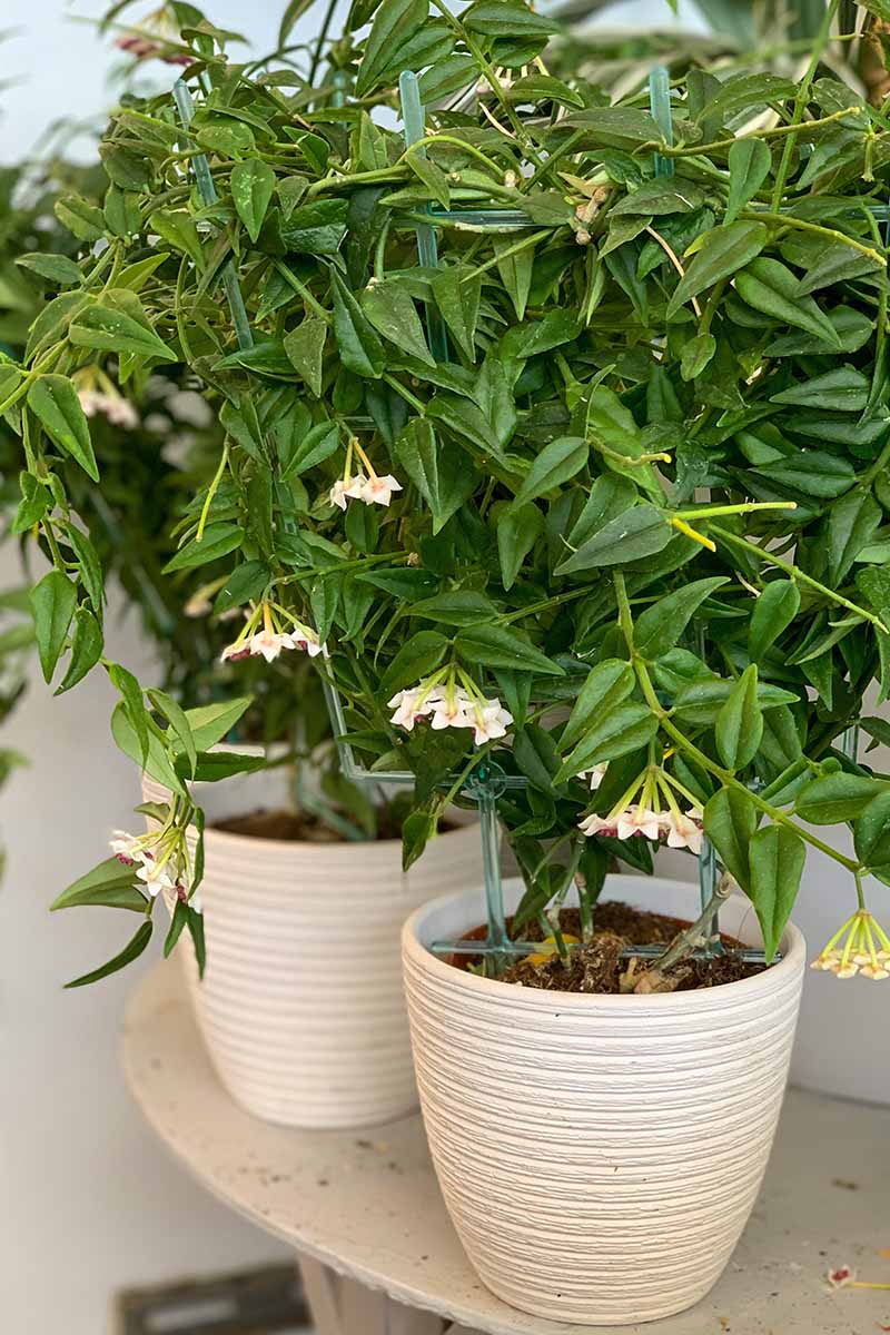 A close up vertical image of two potted Hoya bella plants with small flowers.