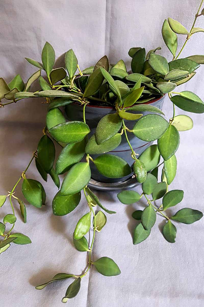 A close up vertical image of a potted Hoya bilobata plant growing in a ceramic pot, with foliage cascading over the side.