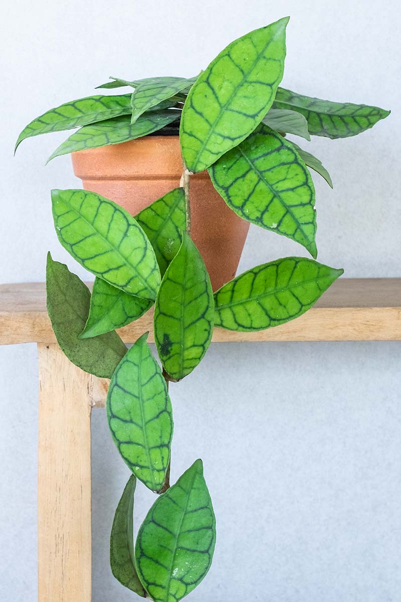 A close up vertical image of a Hoya callistophylla growing in a small terra cotta pot set on a wooden shelf with foliage cascading over the side.