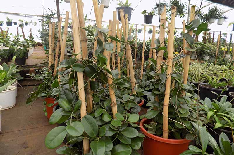 A close up horizontal image of a collection of houseplants trained to grow up bamboo poles in a commercial plant nursery.