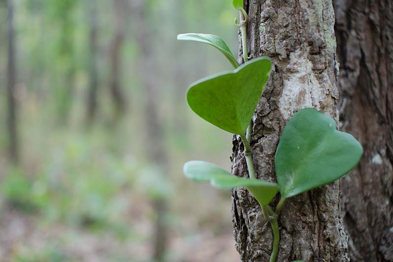 A close up horizontal image of a Hoya carnosa vine growing up a tree pictured on a soft focus background.