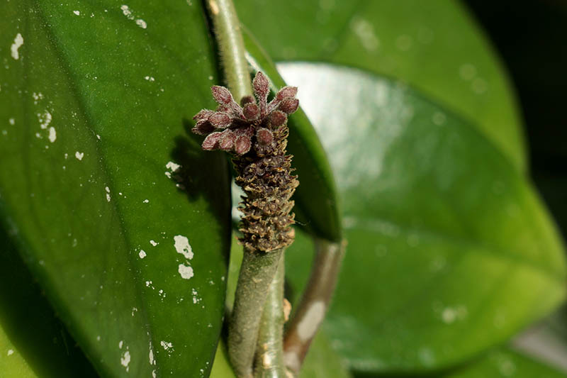 A close up horizontal image of the peduncle of a hoya plant that is about to produce flowers.