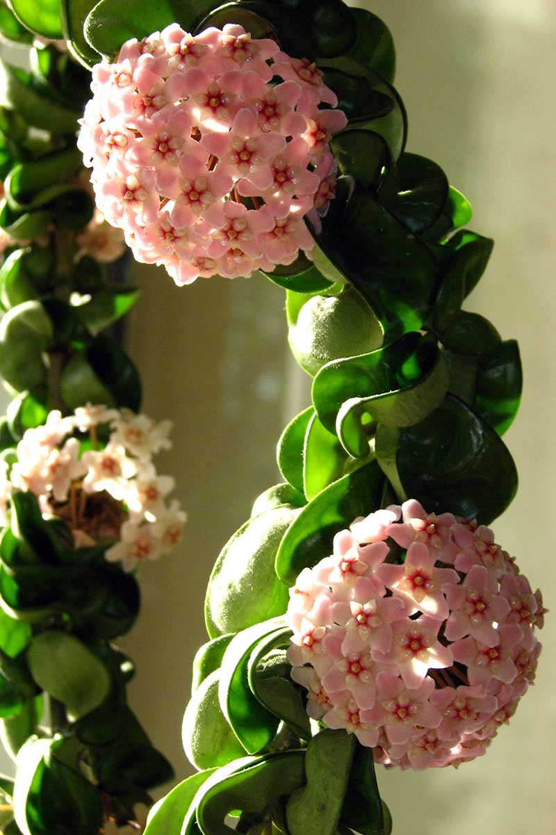 A close up vertical image of Hoya compacta growing indoors with bright pink flowers pictured in light sunshine.