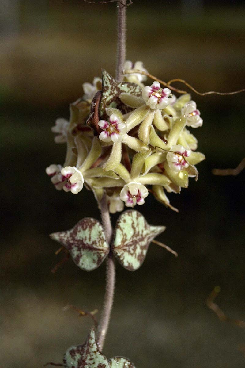 A close up vertical image of a Hoya curtisii flower pictured on a soft focus background.