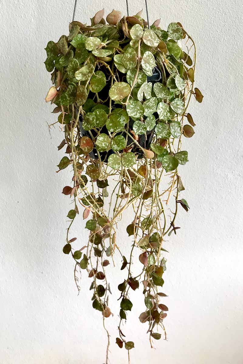 A close up vertical image of a Hoya curtisii plant cascading over the side of a hanging pot, with a white background.