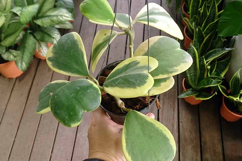 A close up horizontal image of a small variegated Hoya kerrii 'Variegata' plant held up over a wooden deck.