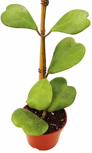 A close up vertical image of a small Hoya kerrii plant growing in a pot isolated on a white background.