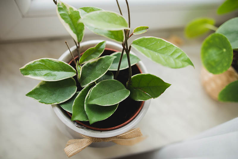 A close up horizontal image of a potted hoya plant with variegated leaves set on a windowsill pictured on a soft focus background.