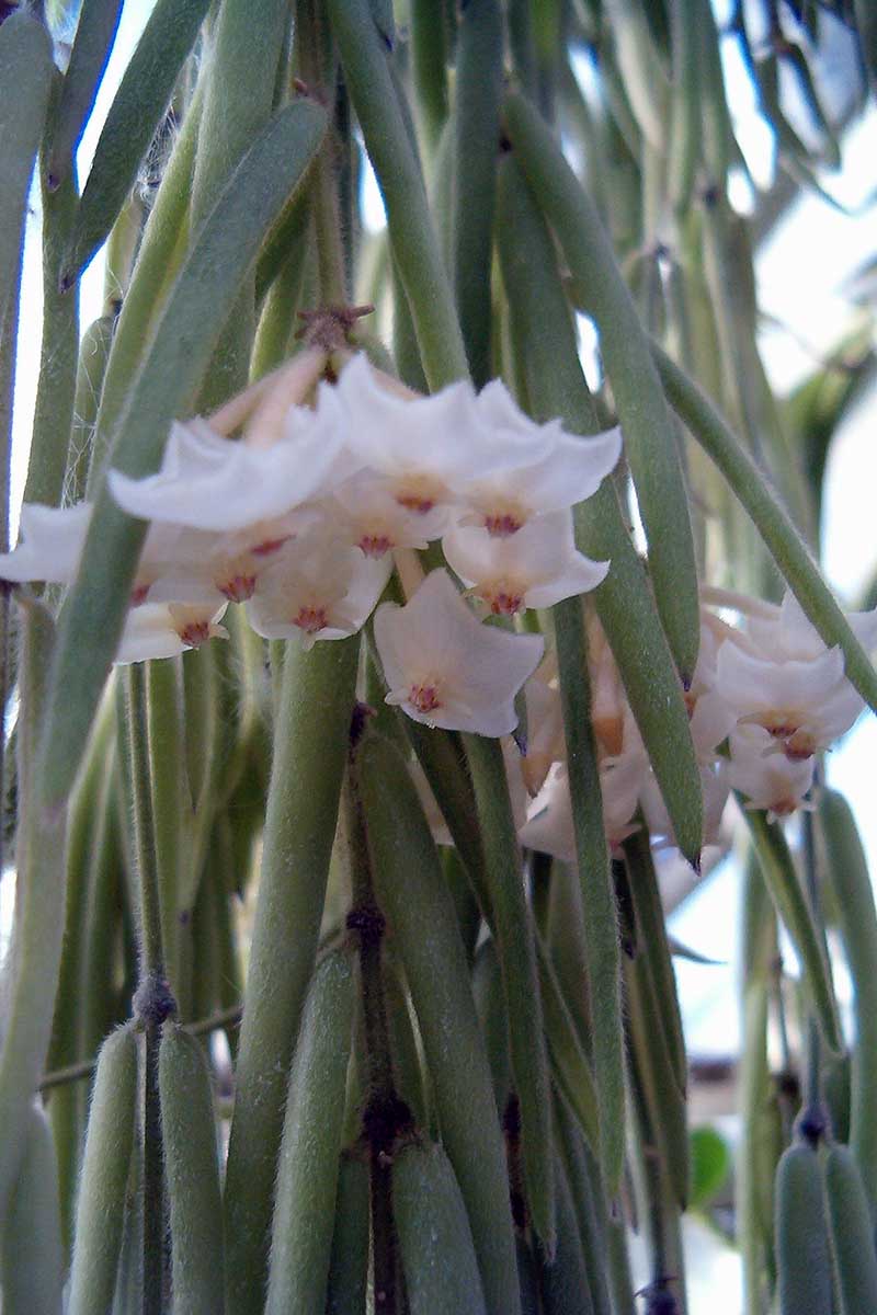 A close up vertical image of the flowers and foliage of Hoya linearis growing as a houseplant.