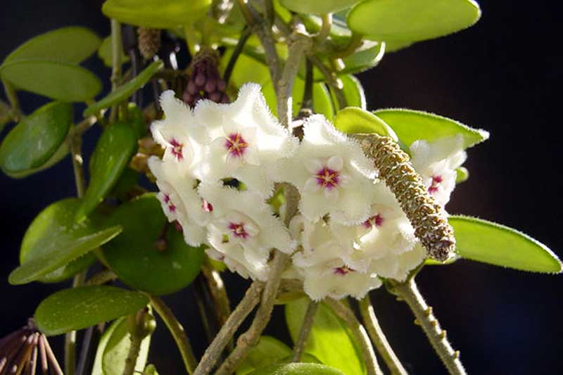 A close up horizontal image of the white and pink flowers of Hoya 'Mathilde' pictured on a dark background.