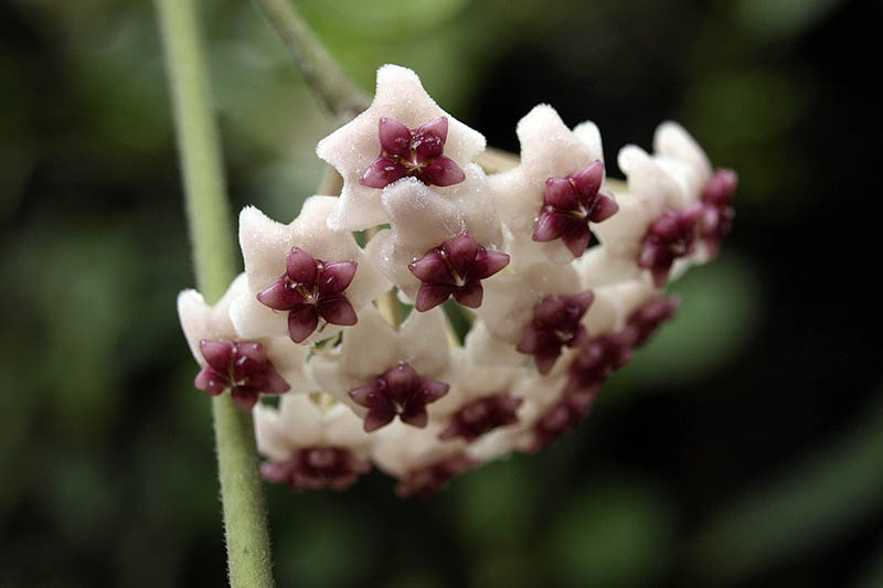 A close up horizontal image of the flowers of Hoya obovata pictured on a soft focus background.